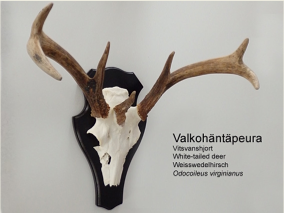 Kolmisarvi