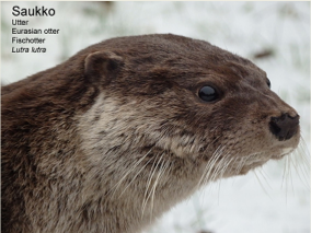 Saukko