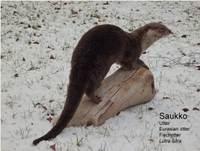 Saukko