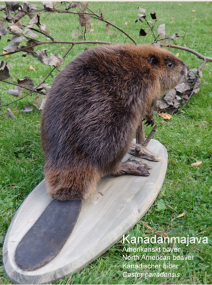 Majava