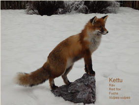 kettu