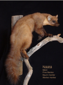 Nt