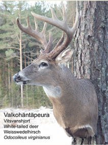 Valkohntpeura