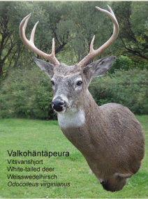 Valkohntpeura
