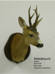 Metskauris