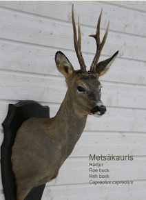 Metskauris