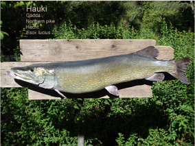 Hauki