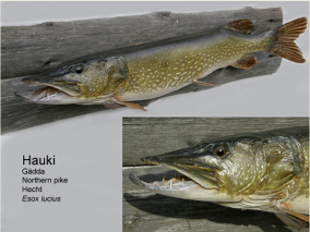 Hauki