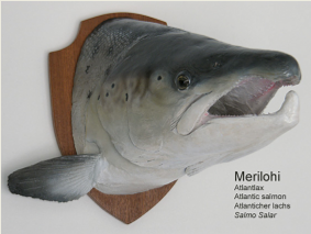 Merilohi