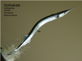 Nokkakala