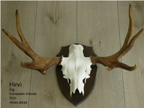 Hirvi