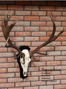Saksanhirvi