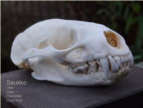 Saukko