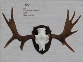 Hirvi