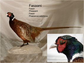 Fasaani