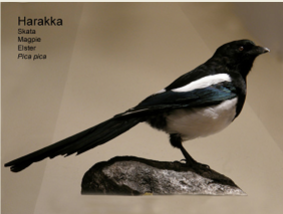 Harakka