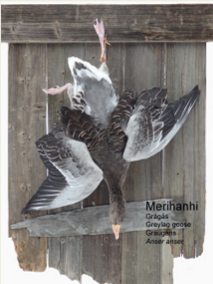 Merihanhi
