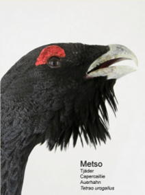Metso