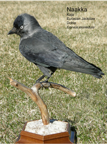 Naakka