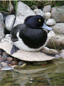 Tukkasotka