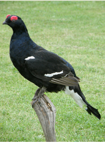 Teeri
