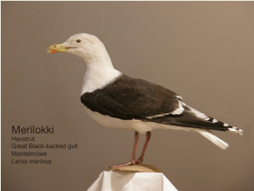 Merilokki